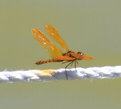 Perithemis