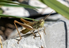 Euchorthippus declivus