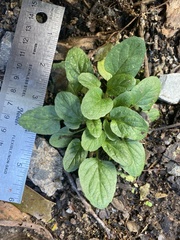 Prunella vulgaris