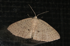 Poecilasthena anthodes