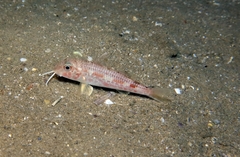 Mullus barbatus