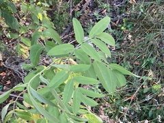 Sambucus canadensis