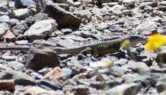 Aspidoscelis marmoratus