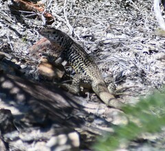 Aspidoscelis marmoratus