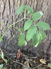 Sambucus canadensis