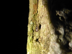 Paroligolophus agrestis