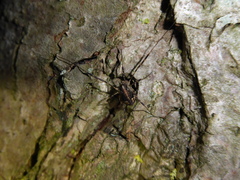 Paroligolophus agrestis