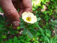 Kallstroemia rosei