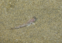 Pomatoschistus marmoratus
