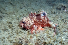 Scorpaena notata