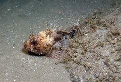 Scorpaena porcus