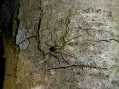 Paroligolophus agrestis