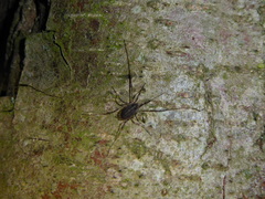 Paroligolophus agrestis