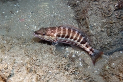 Serranus cabrilla