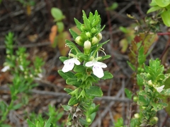 Teucrium bicolor
