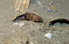 Serranus hepatus