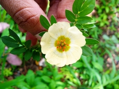 Kallstroemia rosei