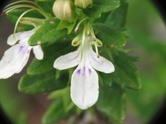 Teucrium bicolor