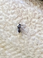 Aphididae