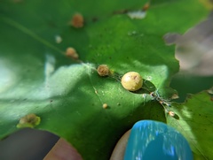 Polystepha globosa