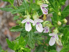 Teucrium bicolor