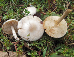 Marasmius collinus