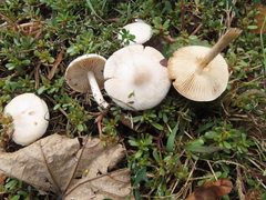 Marasmius collinus
