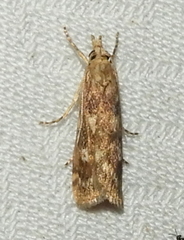 Occidentalia comptulatalis