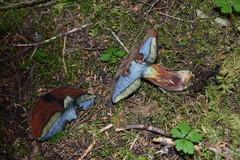 Cyanoboletus pulverulentus