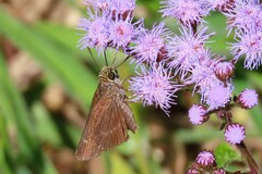 Euphyes vestris