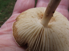 Marasmius collinus