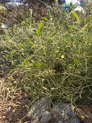 Chrozophora tinctoria