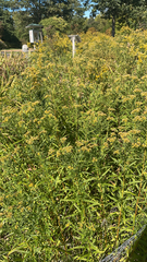 Euthamia graminifolia