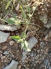 Chrozophora tinctoria