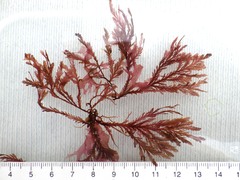 Pterosiphonia complanata