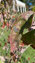 Cicadellinae