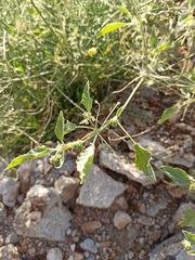 Chrozophora tinctoria