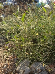 Chrozophora tinctoria