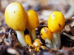 Bolbitius