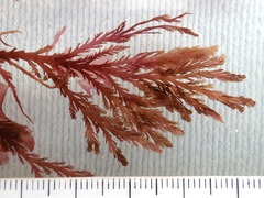 Pterosiphonia complanata