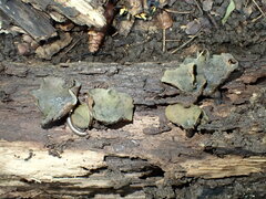 Chlorencoelia versiformis