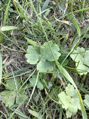 Ranunculus