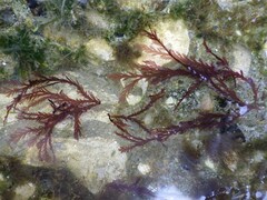 Pterosiphonia complanata