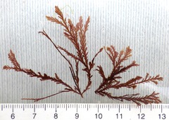 Pterosiphonia complanata
