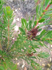 Protea lanceolata