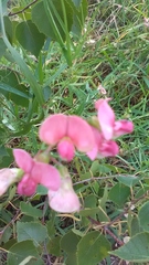 Lathyrus sylvestris