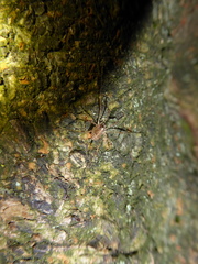 Paroligolophus agrestis