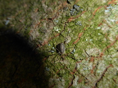 Paroligolophus agrestis