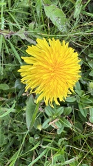 Taraxacum officinale