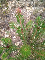 Protea lanceolata